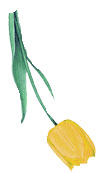 tulip